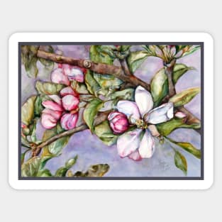 Summer Apricot Fruit Tree Bloom Watercolor Award Winning Sticker